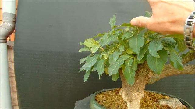 Краски осени бонсай бересклет Европейский 2 Euonymus europaeus 2020 год смотреть онлайн