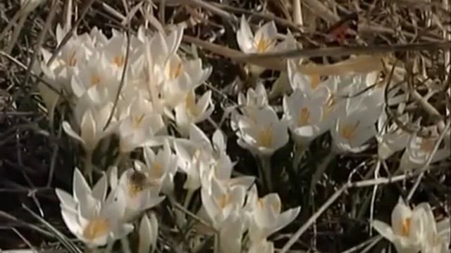 растения весной