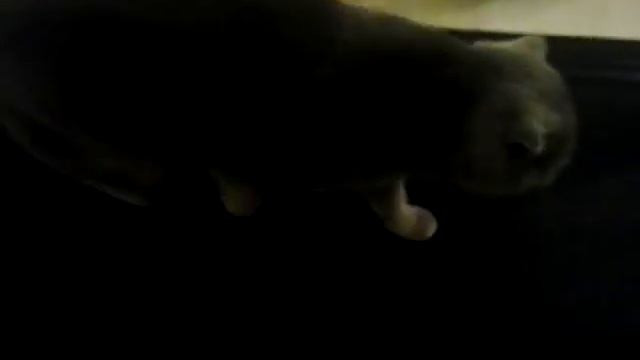 Похудение кота смотреть онлайн