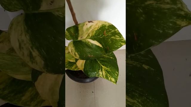 Epipremnum aureum giant or Golden Pothos or big golden money plant grown indoor from stem cuttings смотреть онлайн