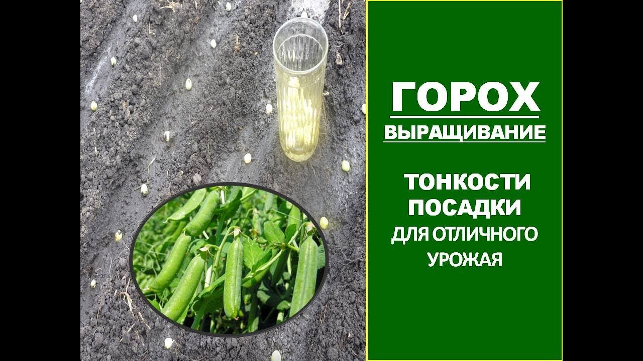 Самый урожайный способ посева гороха в огороде! ГОРОХ_ ПОСАДКА_ПОСЕВ ГОРОХА В ОТКРЫТЫЙ ГРУНТ. смотреть онлайн