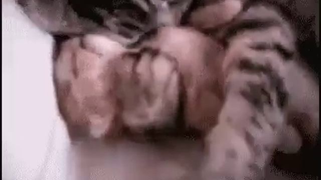 Котёнку приснился кошмар а в конце очень милый момент смотреть онлайн