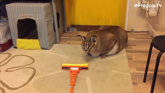 Big Floppa is Curious about Cleaning Supplies : Caracal смотреть онлайн