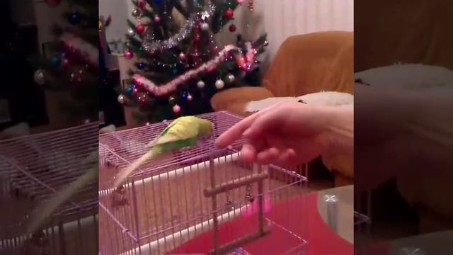 Новогоднее поздравление от говорящего попугая :-) смотреть онлайн