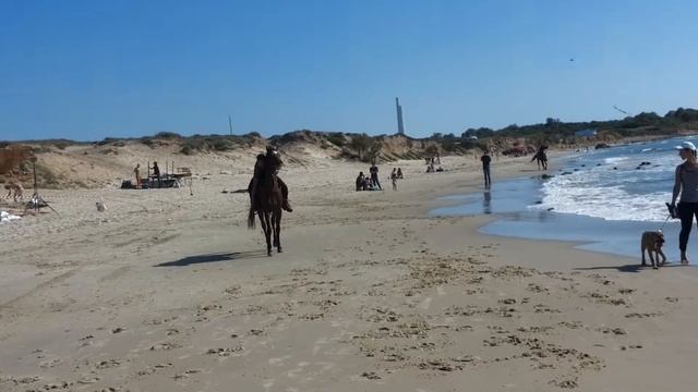 Арабские скакуны-Израиль-Кейсария смотреть онлайн