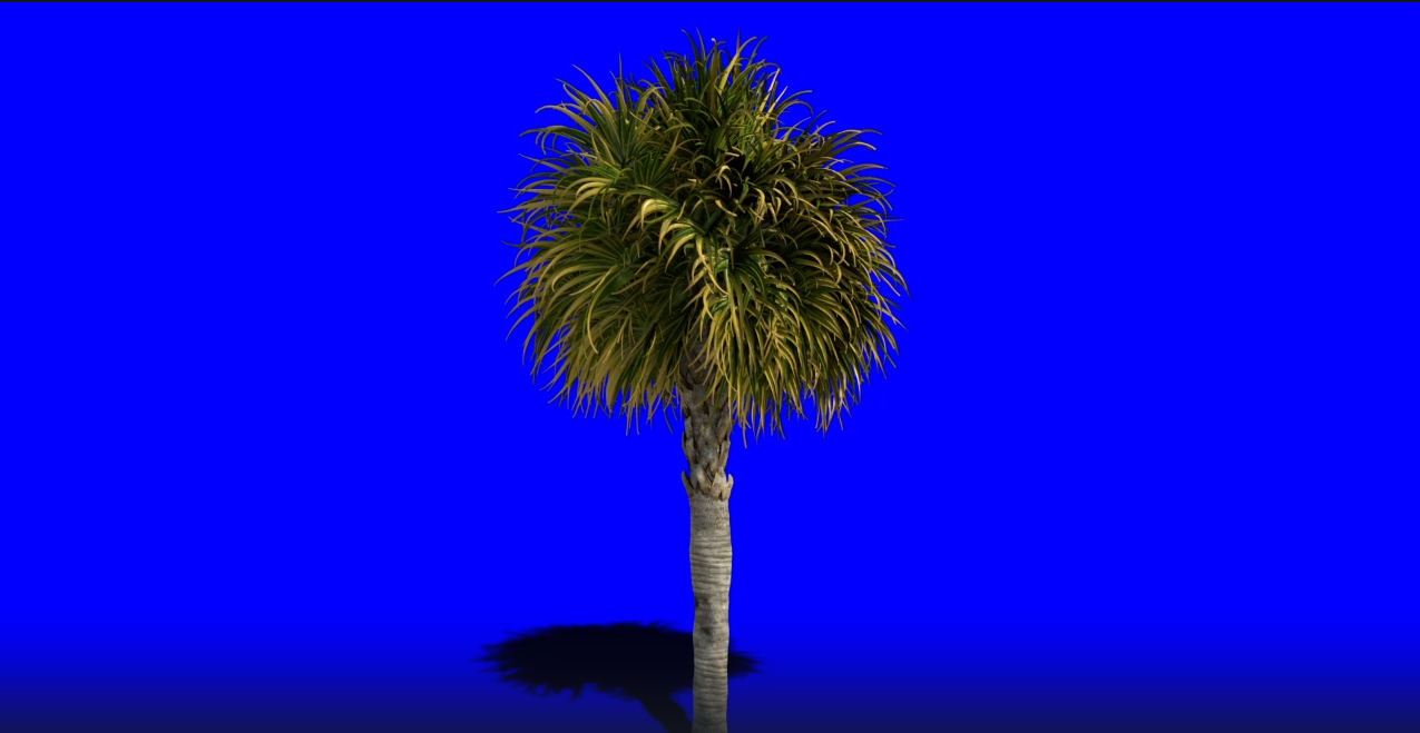 Бесплатный Футаж Пальма на Синем Фоне - Дерево Растёт Анимация Хромакей смотреть онлайн