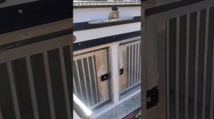 Производство прицепов для перевозки собак