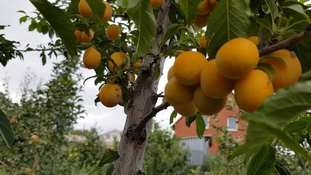 Алыча Гек смотреть онлайн