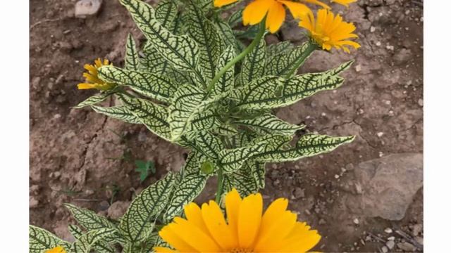 Гелиопсис подсолнечниковый 'Sunstruck’ смотреть онлайн