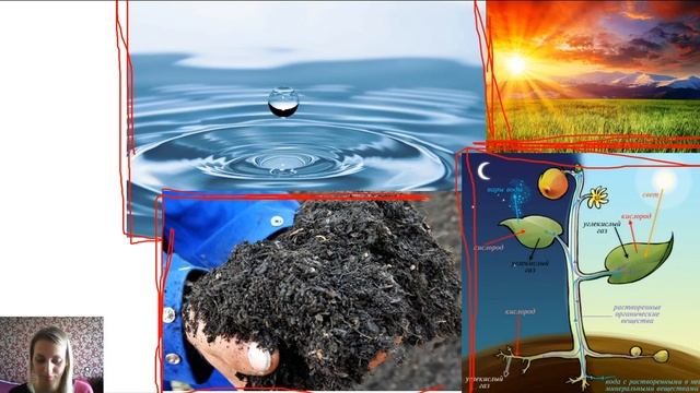 5-География-Живая оболочка Земли-07.05.2020 смотреть онлайн