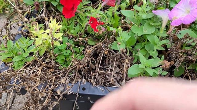 Save Marigold And Petunia Seeds