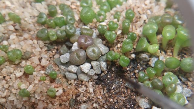 литопсы 2.5 месяца