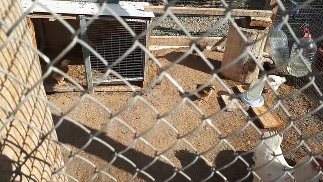 ОЧЕНЬ УДОБНАЯ ПОИЛКА ДЛЯ КУР СВОИМИ РУКАМИ смотреть онлайн