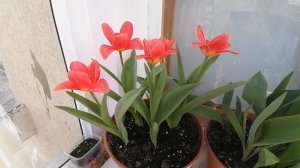 Тюльпаны дома. Цветение тюльпанов в горшке на балконе. Сорт Торонто.  29 Марта 2022 года