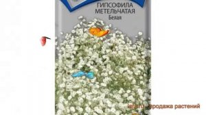 Гипсофила метельчатая Белая (belaya) ? гипсофила Белая обзор: как сажать семена гипсофилы Белая