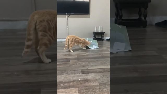 Суп с котом