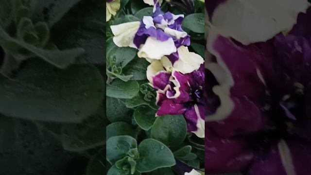 Моя селекция ампельной петунии. Первые отечественные сорта ампельной петунии #петуния #newpetunias смотреть онлайн