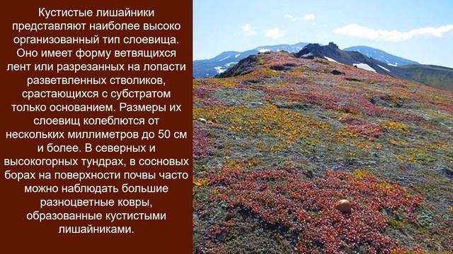 Biology для всех, Лишайники, Baranciuc Liudmila смотреть онлайн