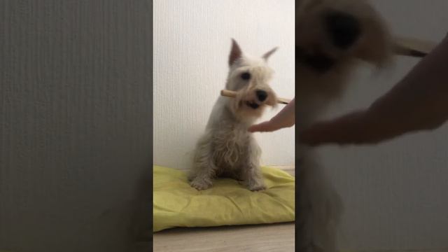 Делаем это каждый день/We do it every day👌 смотреть онлайн