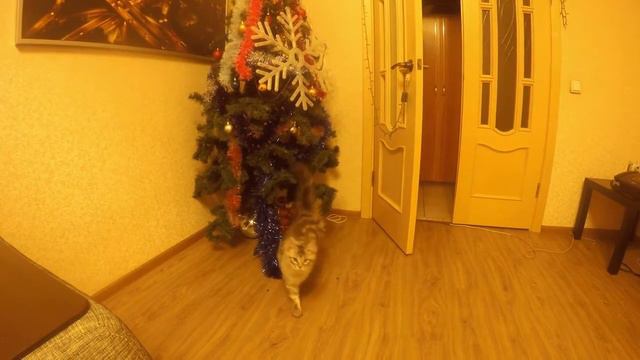 Мейн Кун Шэри и новогодняя ёлка ))) (большая нарезка) смотреть онлайн