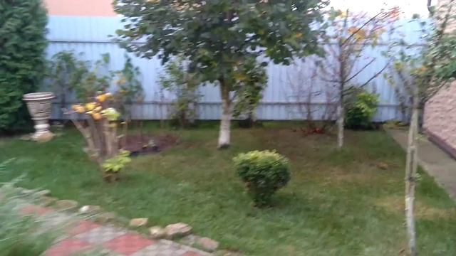 Розы, хризантемы в осеннем саду у Маринессы. смотреть онлайн