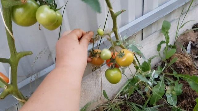 Томаты Цифомандра, Кобзарь Тарасенко, Смайлик 13.08.22 смотреть онлайн