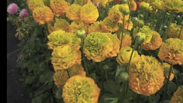 New Pon-Pon Ranunculus