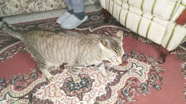 Кот и воробей за год совместной жизни очень подружились смотреть онлайн