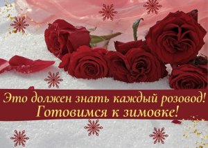 Это должен знать каждый розовод! Готовимся к зимовке.