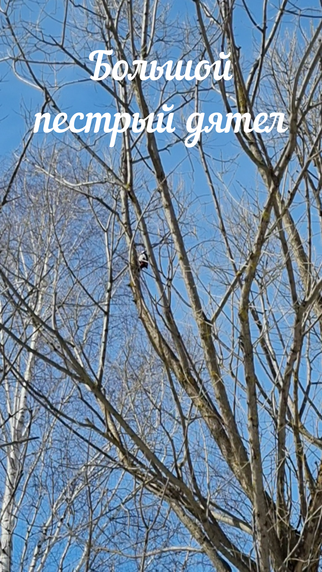 Большой пестрый дятел смотреть онлайн