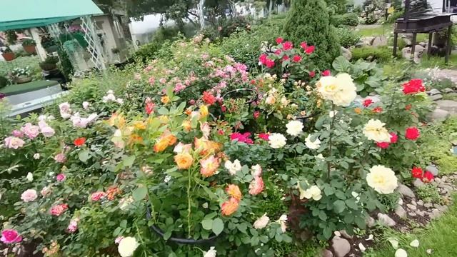 СУПЕР новинка нашего сада. Большая подкормка после дождя. Посадка новых роз смотреть онлайн