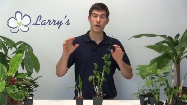Dendrobium Orchid Growing Guide