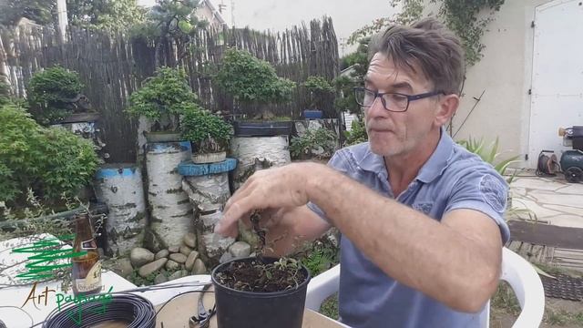 Bonsaï de cotoneaster dammeri pour moins de 3 €uro смотреть онлайн