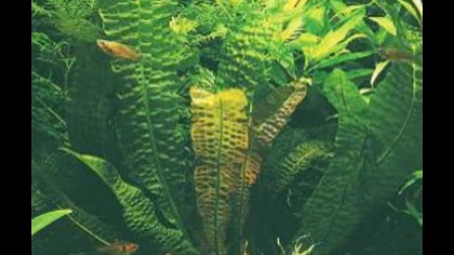 АПОНОГЕТОН (APONOGETON) сем. Апогетоновые смотреть онлайн
