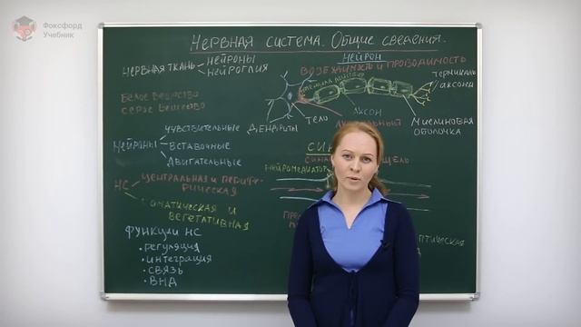Анатомия и физиология человека: Нервная система. Общие сведения. Центр онлайн-обучения «Фоксфорд» смотреть онлайн