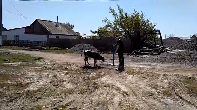 Напоил телочку :)) смотреть онлайн