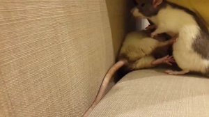 Крысы дерутся