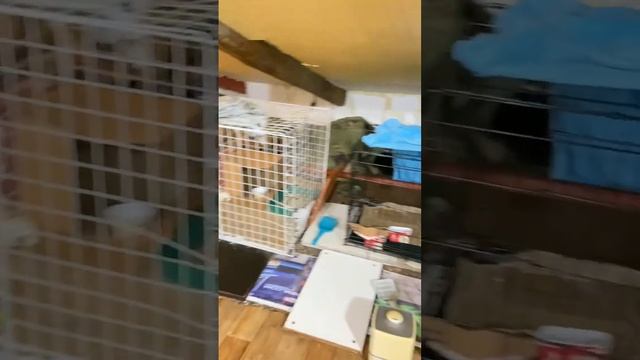 Кошачий язык. Кошки приюта обалдели от моего акцента.Только Рыжий и Черная в клетке поняли.Петербу смотреть онлайн