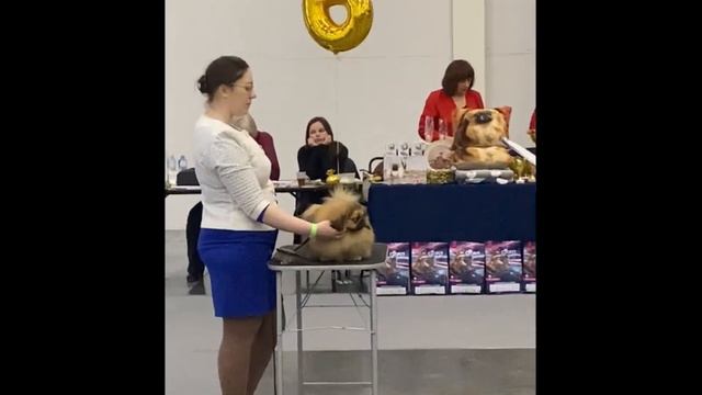 Симуси Идущий к Цели щенок пекинес смотреть онлайн