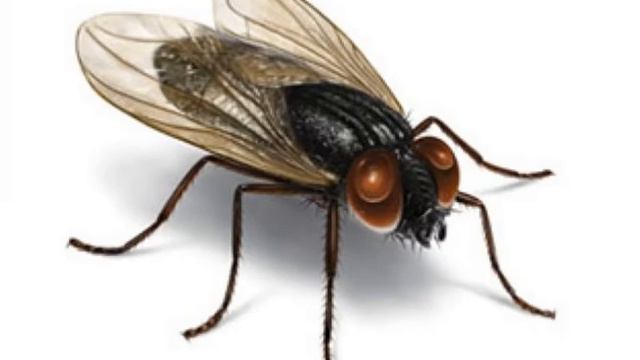 Муравей смотреть онлайн