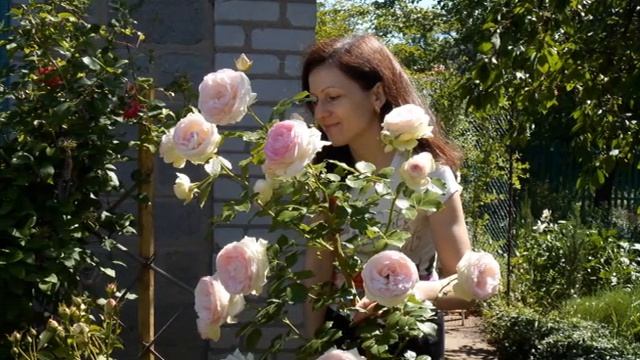 Розы в моем саду! Эти цветы должны быть в каждом саду! смотреть онлайн