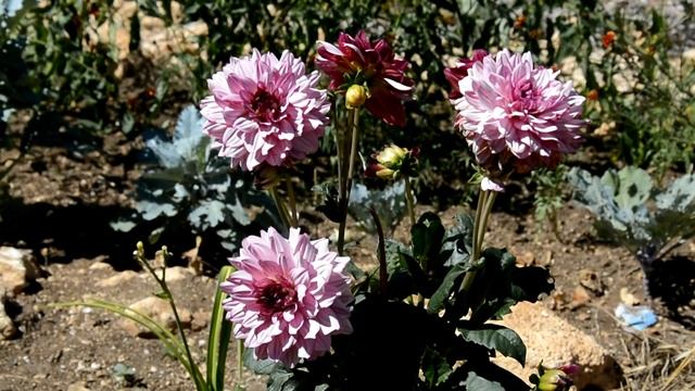 Украшайте свой сад георгинами смотреть онлайн