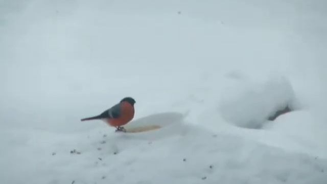 Нашествие снигирей смотреть онлайн