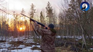 ОХОТА НА ВАЛЬДШНЕПА * ОЖИДАЮ МОЩНУЮ ТЯГУ НА ПРОВЕРЕННОМ МЕСТЕ