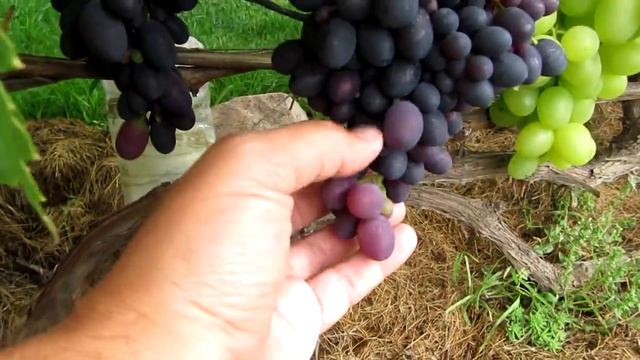 ??Треск ягод винограда. Кандидаты на удаление. Виноград. смотреть онлайн