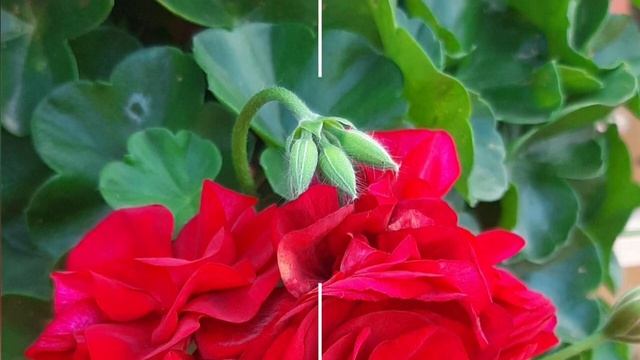 Сорта моих пеларгоний смотреть онлайн