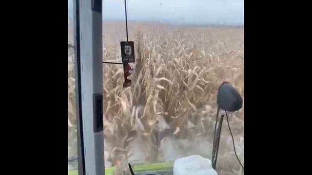 Результаты применения безводного аммиака в ЮФО