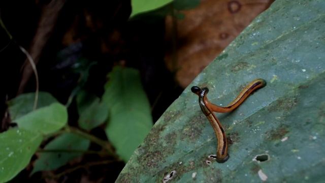 Спаривание пиявок - Haemadipsa (tiger leech) in copula, Borneo смотреть онлайн