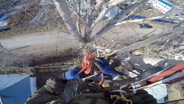 Кронирование тополя (Poplar topping)#Арбористика смотреть онлайн