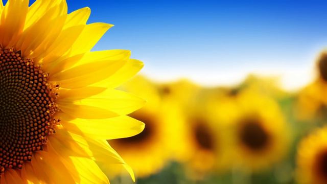 Soft Jazz: "Sunflowers" (3 Hours of Soft Jazz Saxophone Music) смотреть онлайн